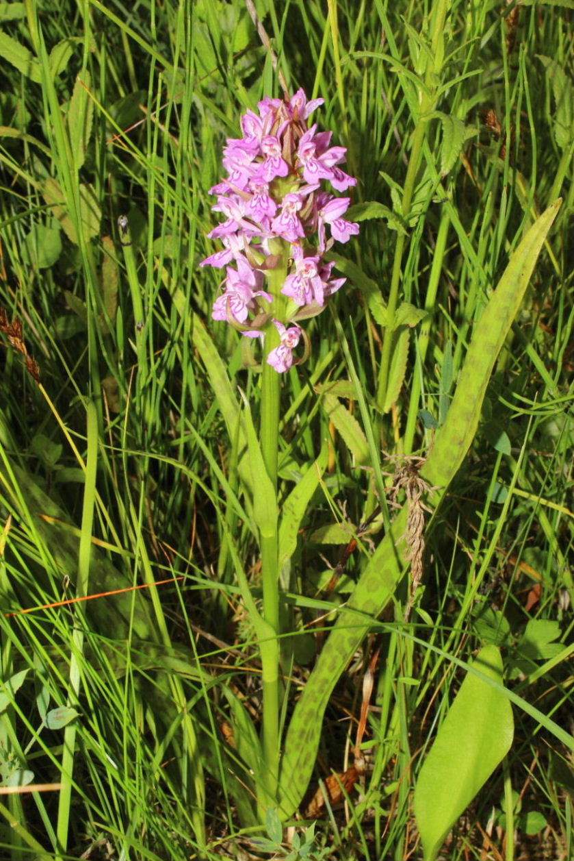 Dactylorhiza incarnata var. haematdes o ??